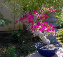 بونسای چری